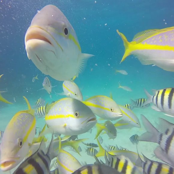 Meet your Posher, Alicia - Picture 1 of 1